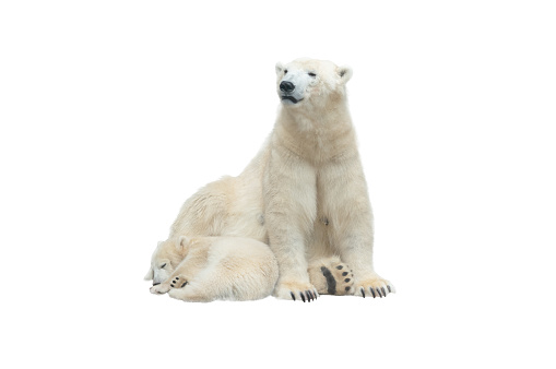 Mother Bear guards the baby who sleeps, filmed in a zoo in their natural habitat isolated on white background