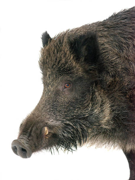 istock wild boar portrait isolated on white background 1454427487