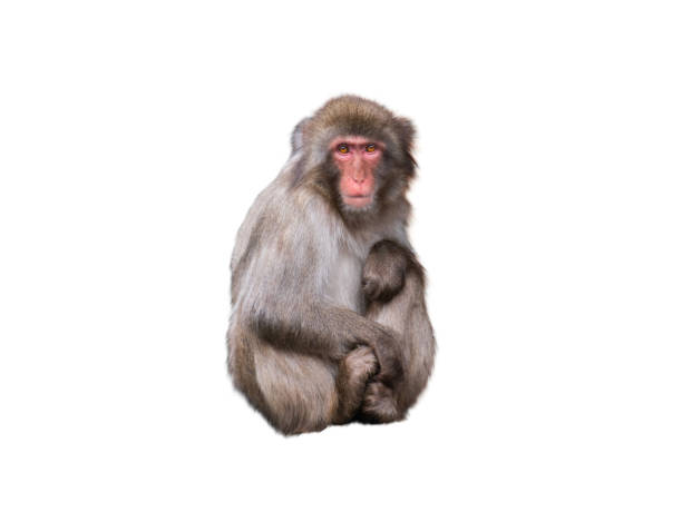 白い背景に座っている日本の猿 - japanese macaque monkey isolated on white macaque ストックフォトと画像