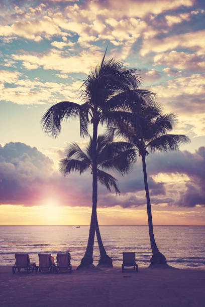 Caribbean tropical beach with coconut palm trees silhouettes at stock photo