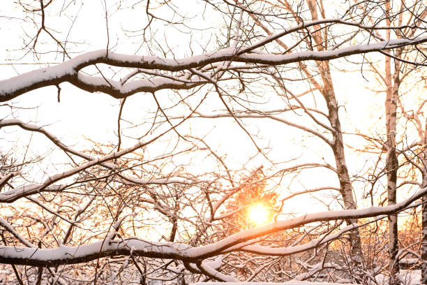 Snow covered trees in the backyard garden