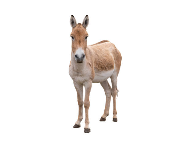 istock donkey (eguus hemionus) isolated on white background 1454427526