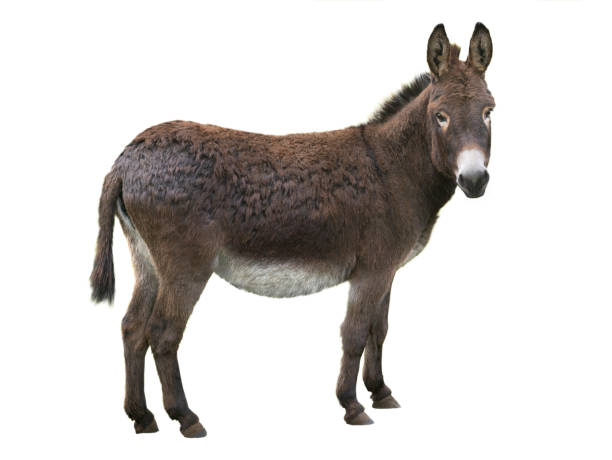 burro marrón aislado sobre fondo blanco - orejas de burro fotografías e imágenes de stock
