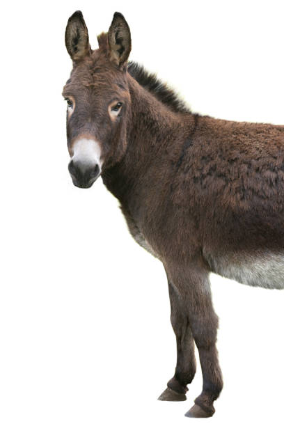 istock portrait brown donkey isolated on white background 1454427555