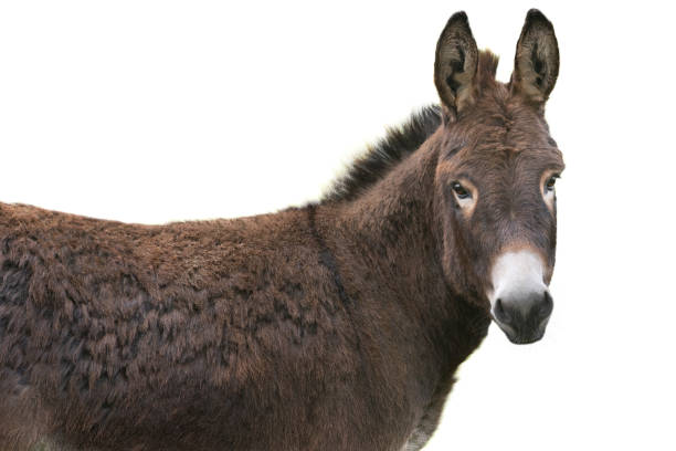 istock portrait brown donkey isolated on white background 1454427557