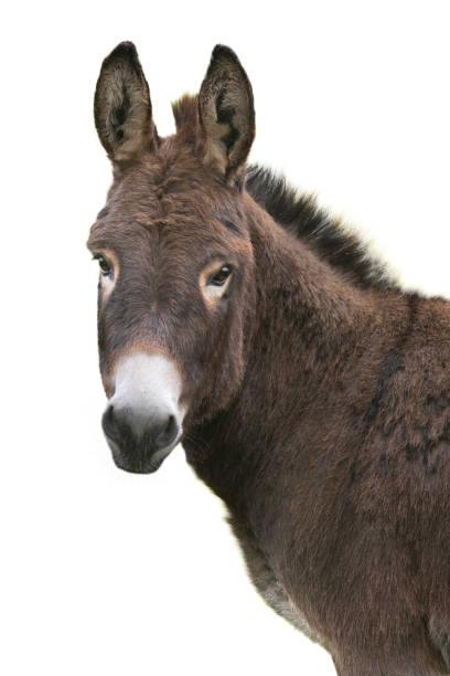 istock portrait brown donkey isolated on white background 1454427580