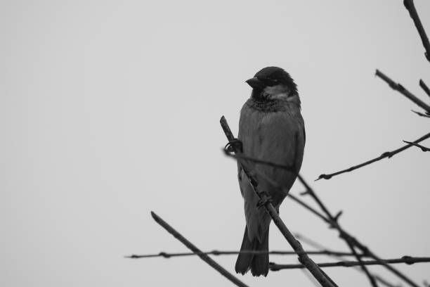 istock Low angle view of bird perching on branch against clear sky 1454428863