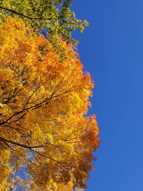 istock Bright yellow, orange and red treetop 1454429679