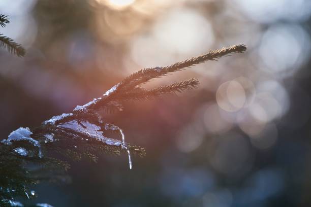 istock Ice drops on spruce branches. Fir branches tree covered with rain drops in a forest. 1454430961