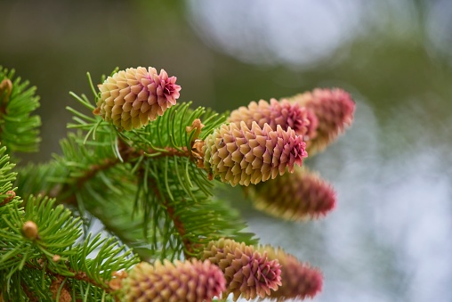 Female fir flowers, macro photo.