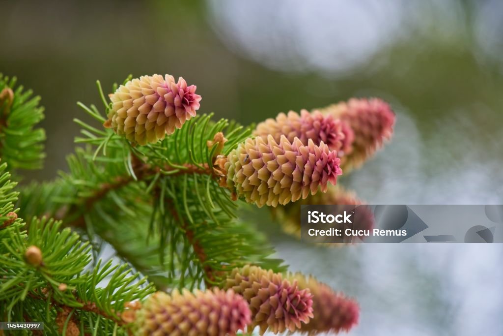 Female fir flowers, macro photo. Beauty Stock Photo