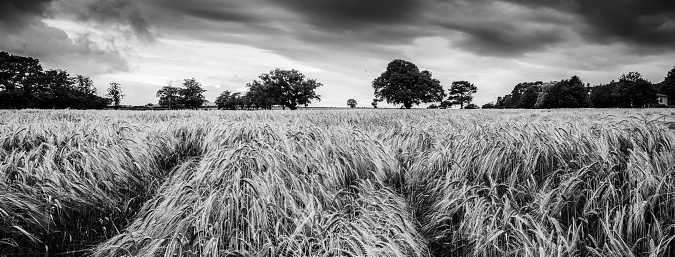 A panoramic grayscale of a wheat plants moving in the wind under the gloomy clouds