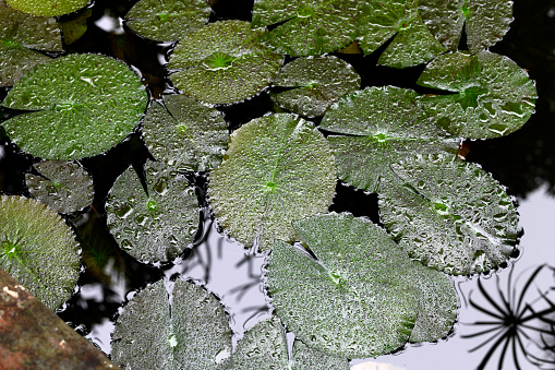 Lotus water lily pads on a calm pond water surface, Hanoi, Vietnam.