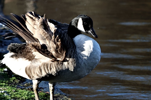 A closeup shot of a goose with black, white and gray plumage standing near the lake