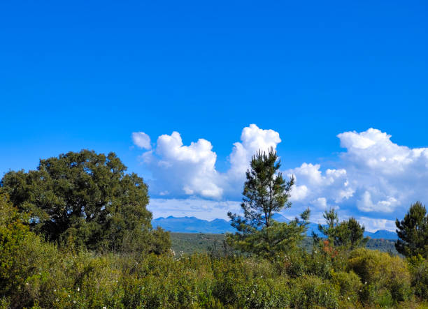 trees in the mountains - western usa mountain peak landscape farm imagens e fotografias de stock