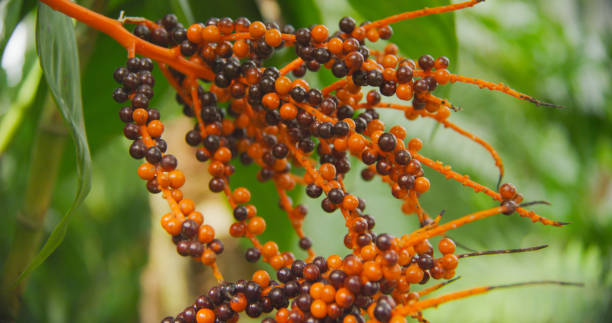 Saw Palmetto Berries Arenga pinnata saw palmetto stock pictures, royalty-free photos & images