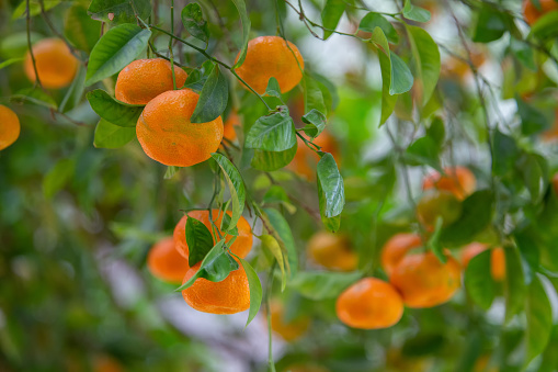 Ripe tangerines on the branches of tangerine trees on the terraces of the Shrine of the Báb . Tropical Haifa all year round