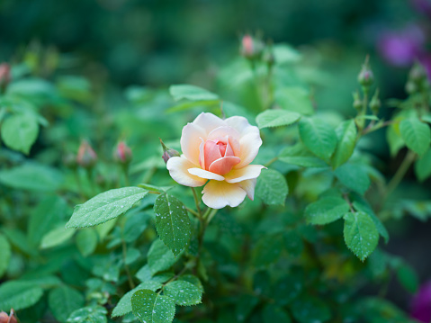 Apricot Rose with buds in background