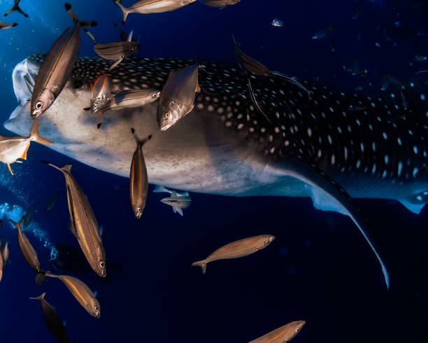 istock pacific whale shark -02 1454434174
