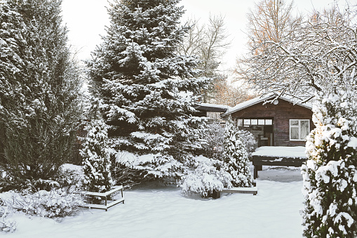 Snow covered trees in the backyard garden