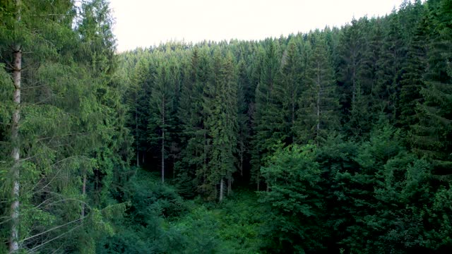 Evergreen pine tree forest in Germany. Drone flies low through trees above a clearing.