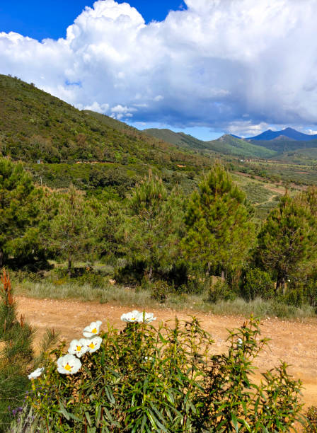 trees in the mountains - western usa mountain peak landscape farm imagens e fotografias de stock