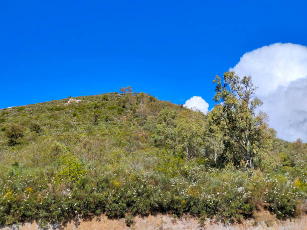 trees in the mountains - western usa mountain peak landscape farm imagens e fotografias de stock