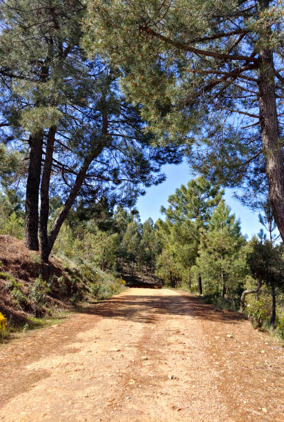 trees in the mountains - western usa mountain peak landscape farm imagens e fotografias de stock