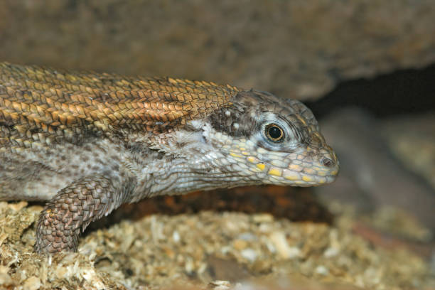 istock Closeup on a Red-sided curly tailed lizard, Leiocephalus schreibersi 1454434689