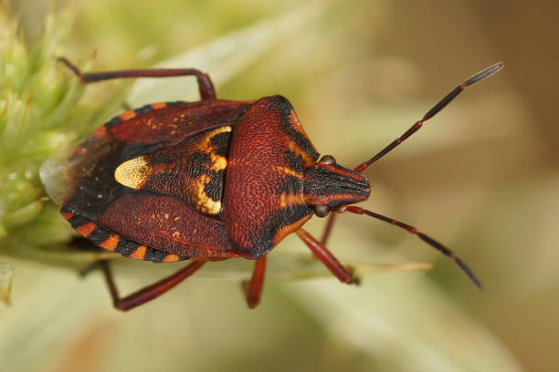 istock Closeup on a colorful shieldbug, Codophila varia sitting 1454435284