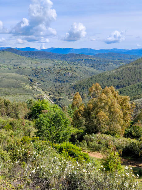 trees in the mountains - western usa mountain peak landscape farm imagens e fotografias de stock