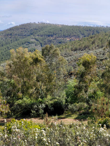 trees in the mountains - western usa mountain peak landscape farm imagens e fotografias de stock
