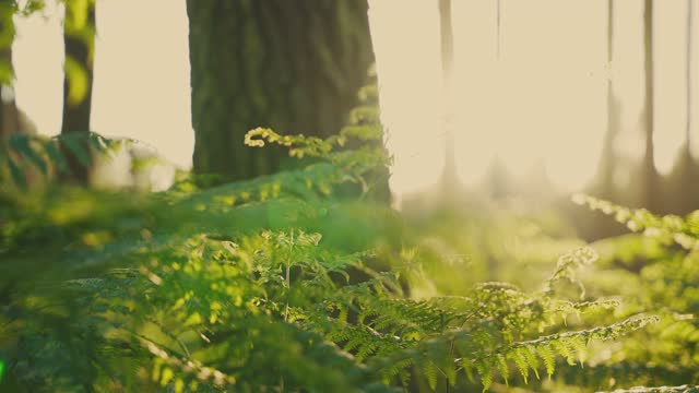 Slow motion, close-up shot of a fern plant in a forest during a sunset