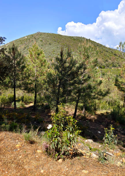 trees in the mountains - western usa mountain peak landscape farm imagens e fotografias de stock