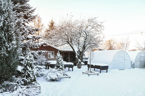 istock Snow covered trees in the backyard garden 1454437052