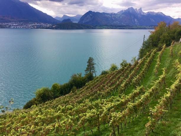 istock Swiss Thun 12 1454439067