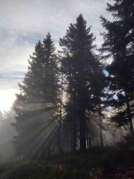 istock Mist in the forest. Sunrays behind the trees. 1454440157