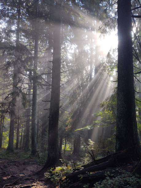 istock Mist in the forest. Sunrays behind the trees. 1454440385