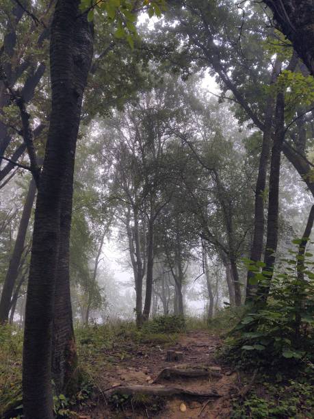 istock Mist in the forest. Sunrays behind the trees. 1454440417