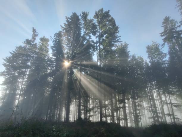 istock Mist in the forest. Sunrays behind the trees. 1454440459