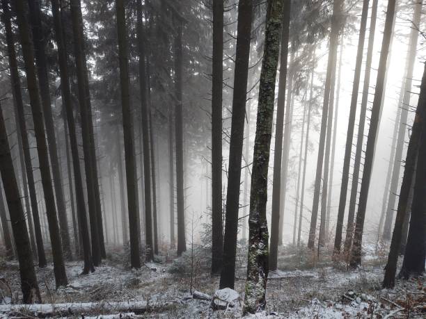 istock Mist in the forest. Sunrays behind the trees. 1454440728