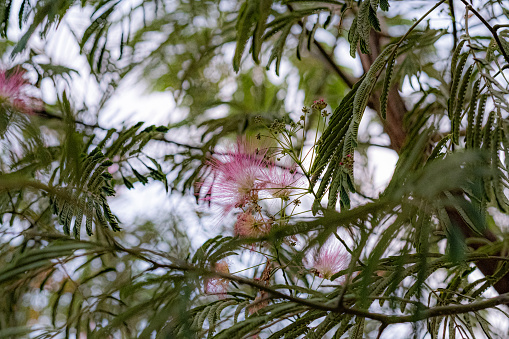 Flowers of albicia tree