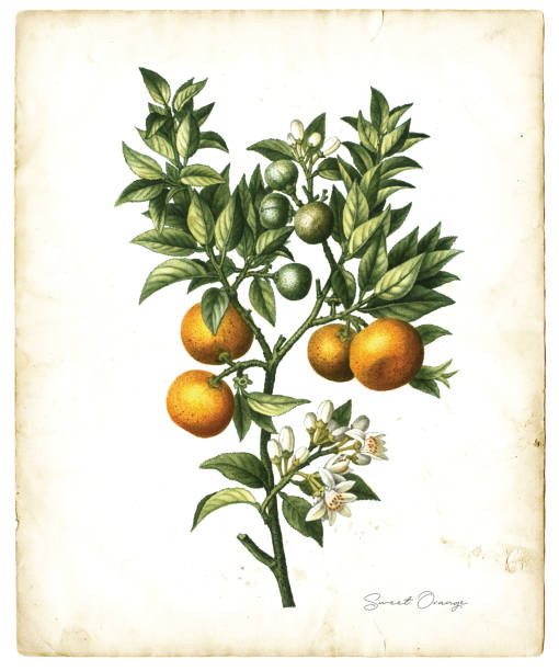 süßorangenfrüchte illustration 1819 - orange blossom orange tree flower stock-grafiken, -clipart, -cartoons und -symbole