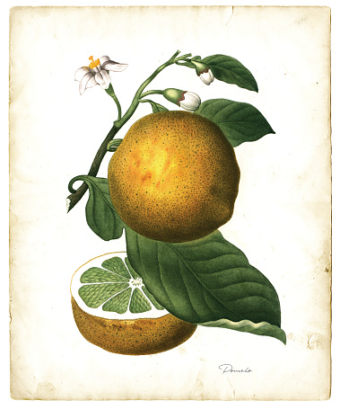 Color Illustration from  “Traité des arbres et arbustes que l'on cultive en France en pleine terre” 1801-1819 Redoute/Duhamel