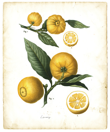 Color Illustration from  “Traité des arbres et arbustes que l'on cultive en France en pleine terre” 1801-1819 Redoute/Duhamel