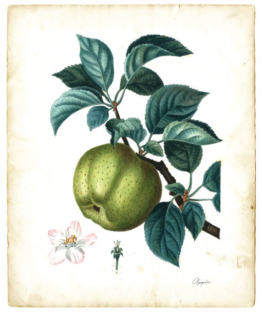 ilustrações, clipart, desenhos animados e ícones de ilustração da fruta da maçã 1819 - apple flowers