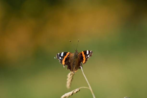 Vanessa atalanta, Pyrameis atalanta, red Admiral
