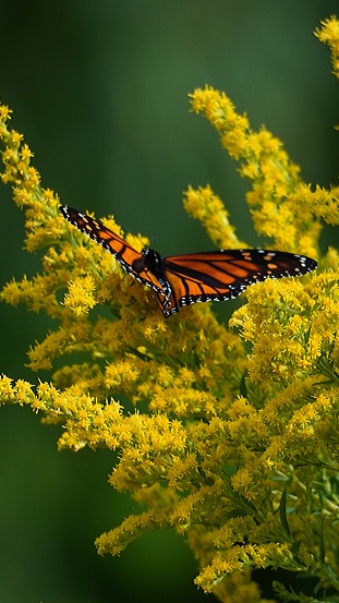 Monarch butterfly resting on blooming goldenrod under the summer sun