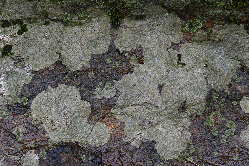 Study of wet schist, a metamorphic rock, covered with patches of lichen. Forms the bedrock in parts of northwest Connecticut, where this photo was taken. Similar Manhattan schist occurs in New York City's Central Park. Part of a boulder sitting in a mountain stream.