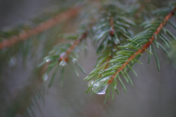 Close up of water drop on pine tree branch
